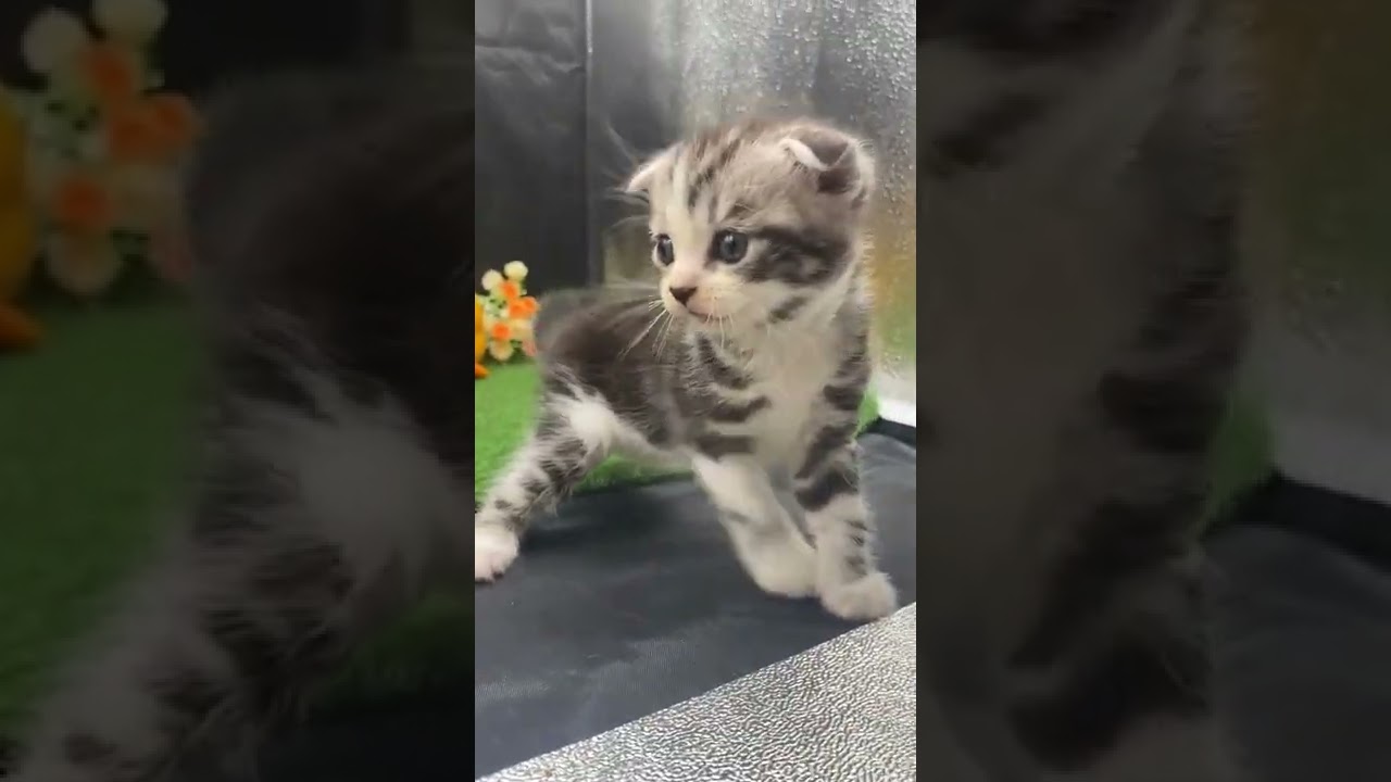 スコティッシュフォールド 【シルバータビー】物怖じしない、おっとりさんです！