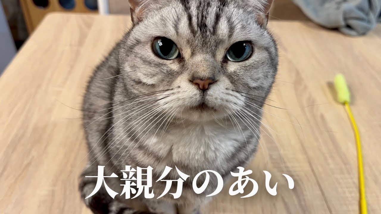 最古参先住猫！アメリカンショートヘアのあいちゃん。