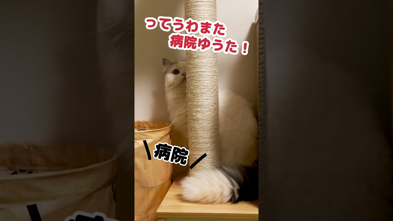 『病院』の声に反応する猫がコチラ #Shorts