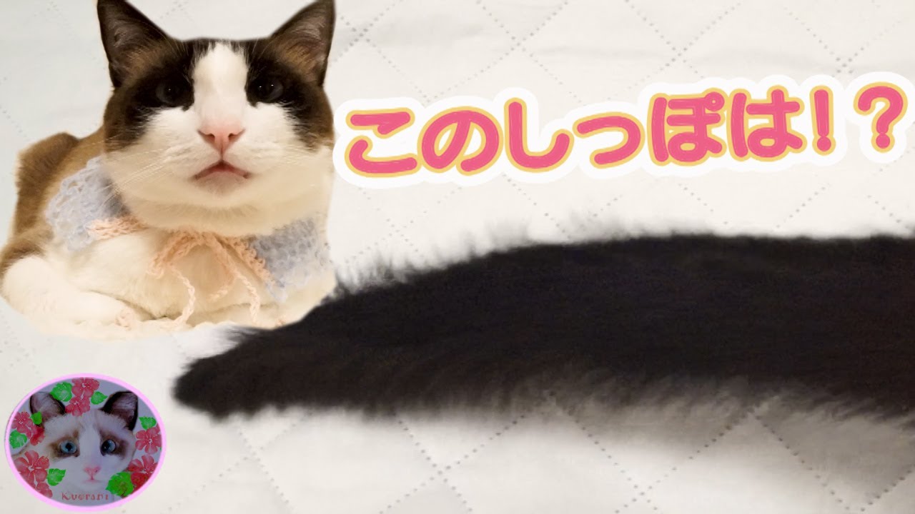 静電気で猫のしっぽがこうなったらどうすればいい？ What should you do if your cat's tail has static electricity?