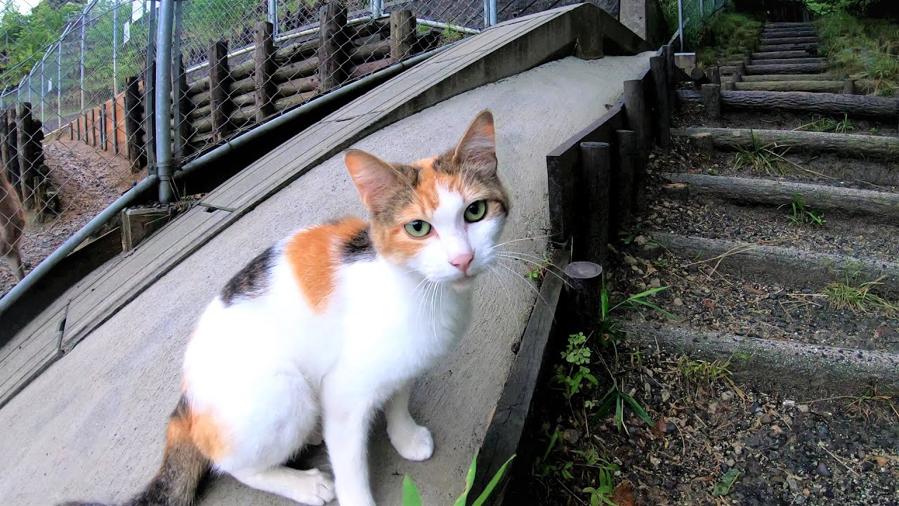 子猫を産んで間もない三毛母猫が「ついて来て」と言うので行ってみたら😺