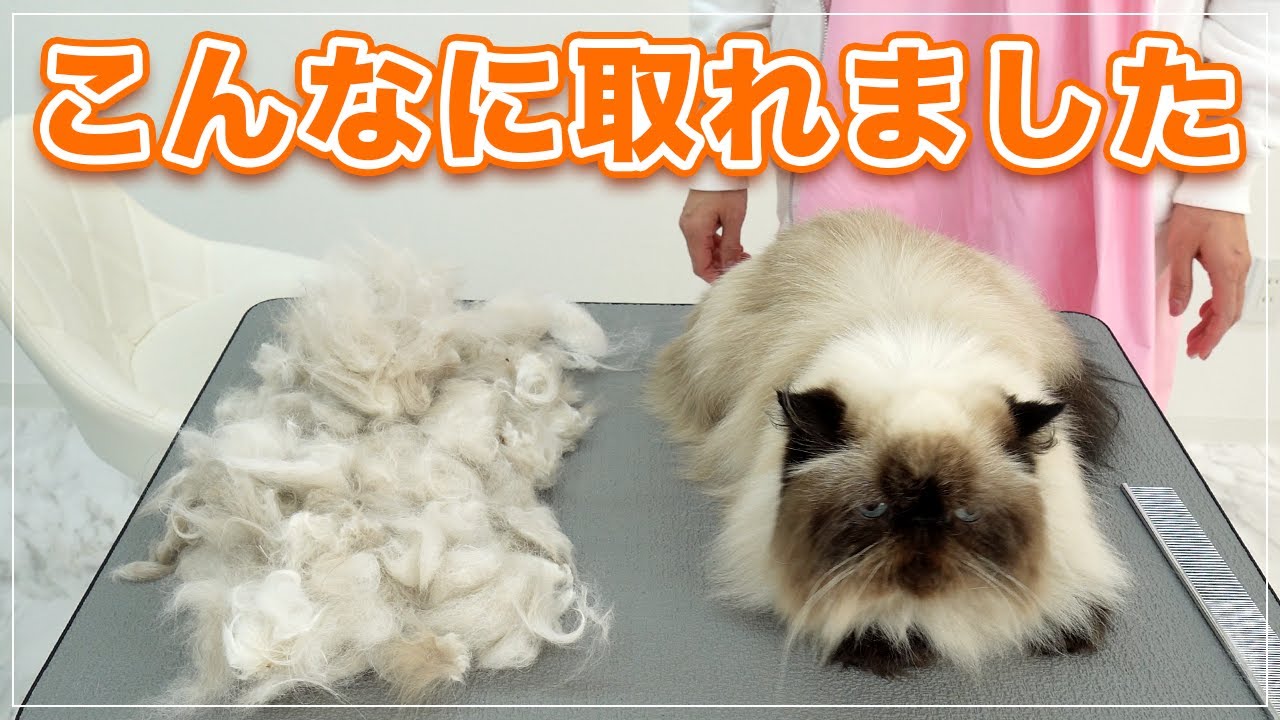 【チョコちゃん】猫ちゃん大暴れの末にこんなに取れました！【ヒマラヤン】