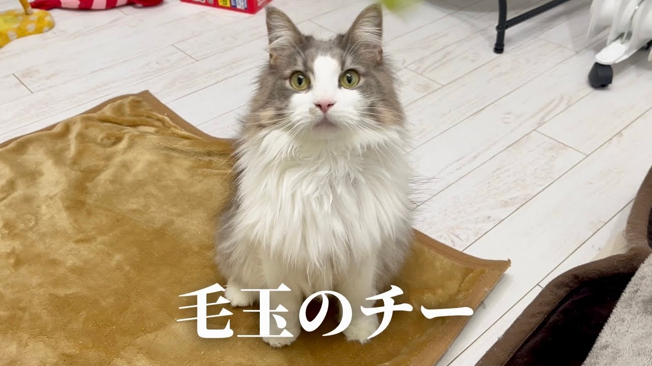 底なしの食欲！サイベリアンのちーちゃん。