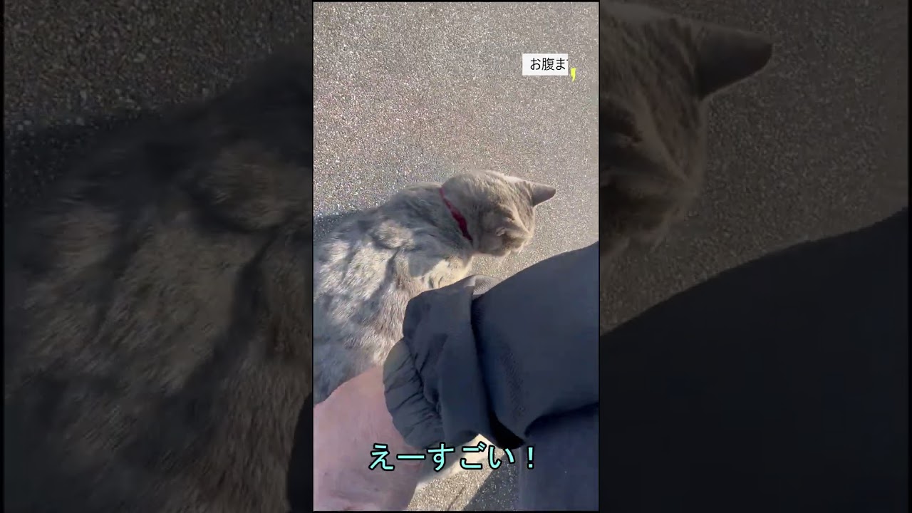 【初対面猫】河川敷で見かけた飼い猫のブリティッシュショートヘアー猫がいきなりやって来てごろにゃんの連発【オリジナル曲】