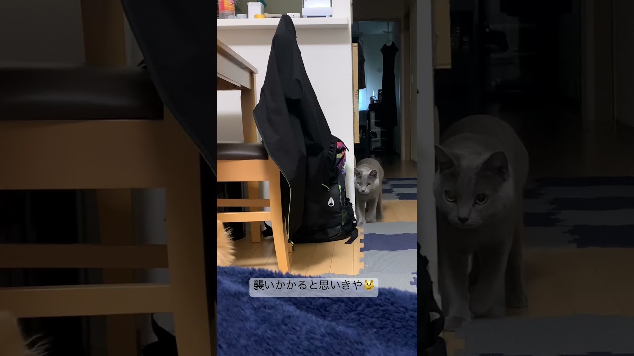 [シャルトリュー] 襲う…？😼 #cat #シャルトリュー #chartreux #猫