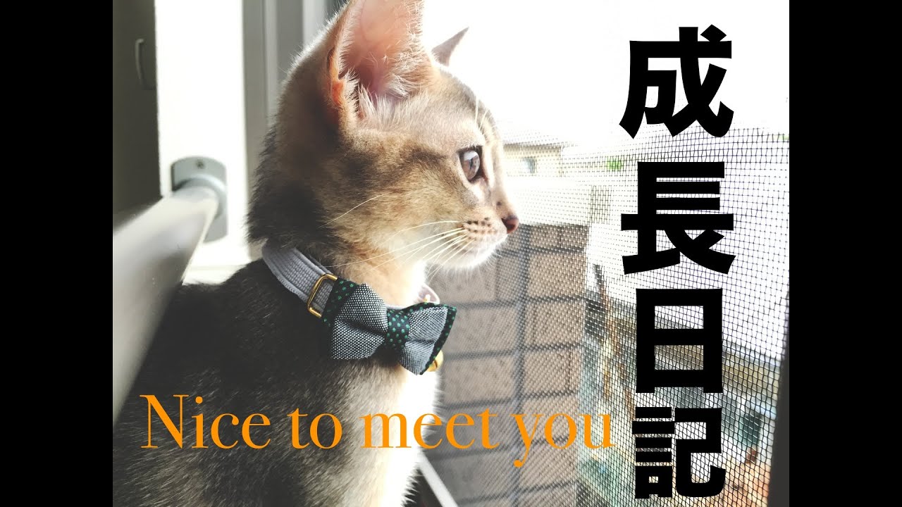 #1 初めまして【アビシニアンのYuno】はじめてかーちゃんのお家に来た日