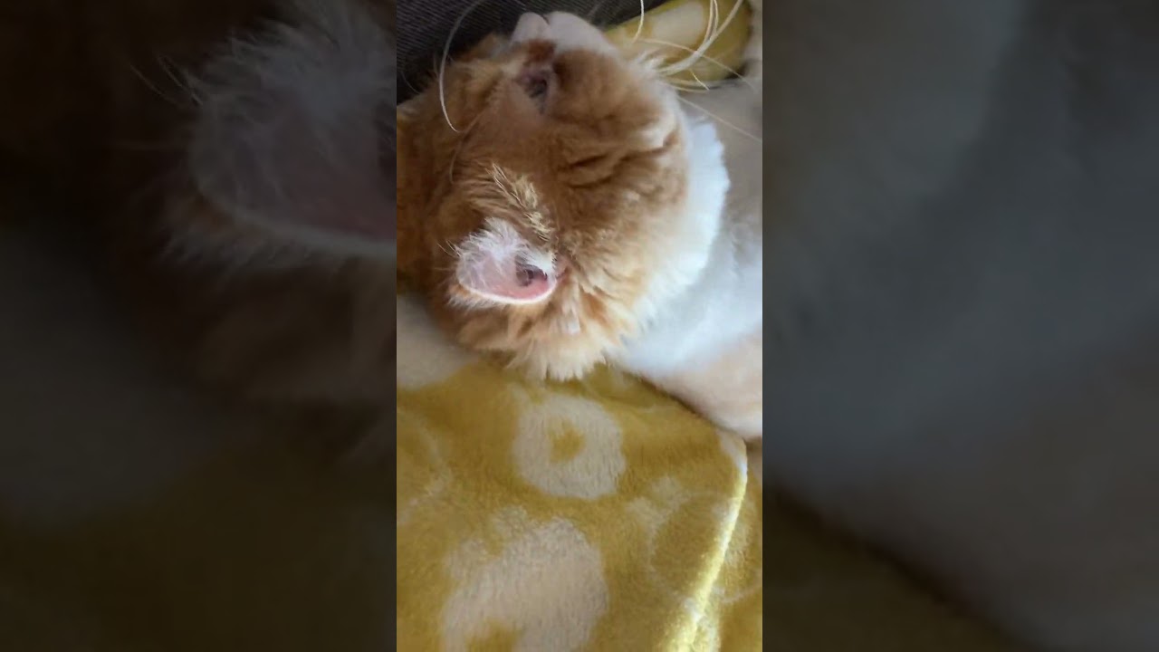 一緒に昼寝する猫 #shorts  #猫 #アメリカンカール #cat
