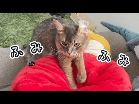 ふみふみしてる可愛い過ぎる猫【ソマリ】