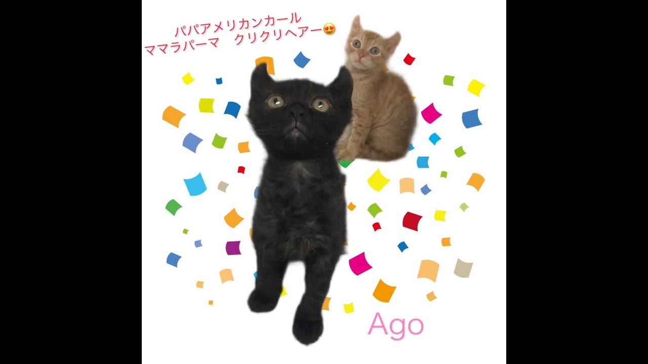 パパアメリカンカールママラパーマ　クリクリヘアー😍　通常販売の😸　アゴはネコ