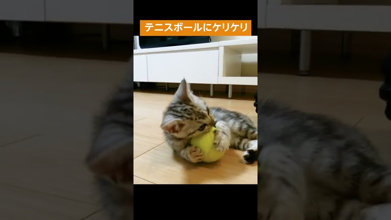 テニスボールにケリケリをする子猫【アメリカンショートヘアー】#shorts #アメショー  #子猫