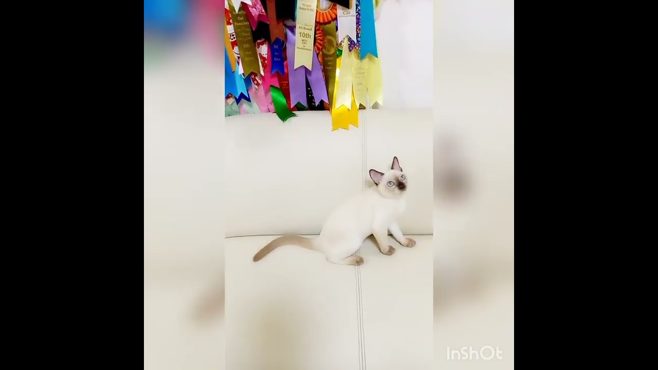 トンキニーズ 【シャンパンミンク】美しく元気なシャンパンミンク君です！