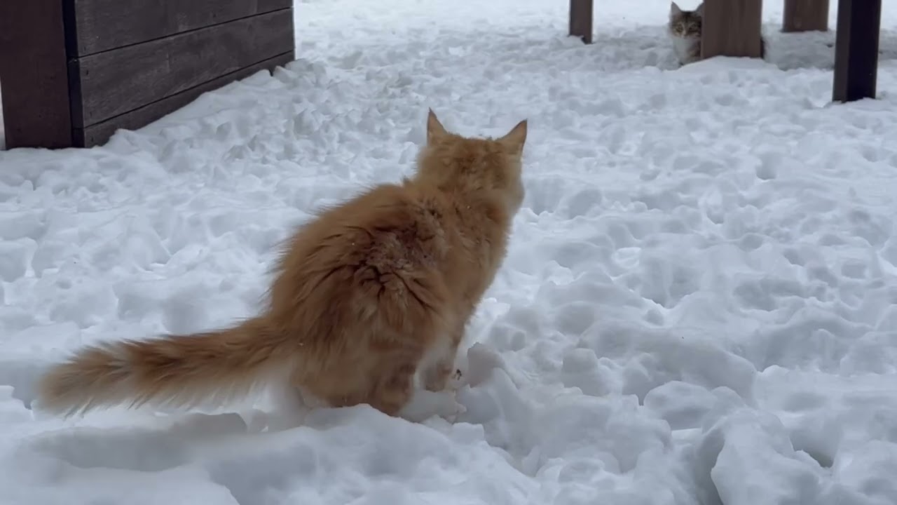 毎日雪遊びを楽しむノルウェージャンフォレストキャット