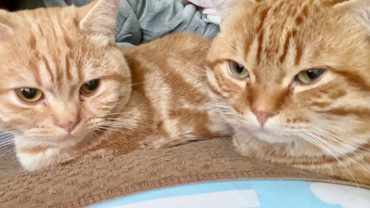 大寒波が来て1ミリも動きたくないマンチカン兄弟。