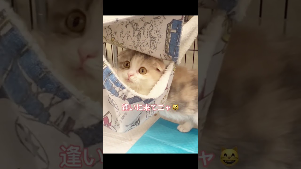 #里親募集中 #スコティッシュフォールド折れ耳 #スコティッシュフォールド子猫