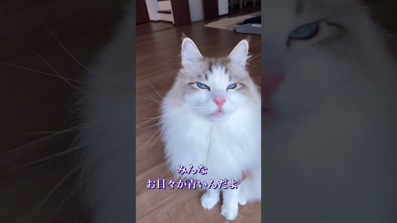 ぼく、こむぎ。ラグドールだよ。 #動物 #猫動画