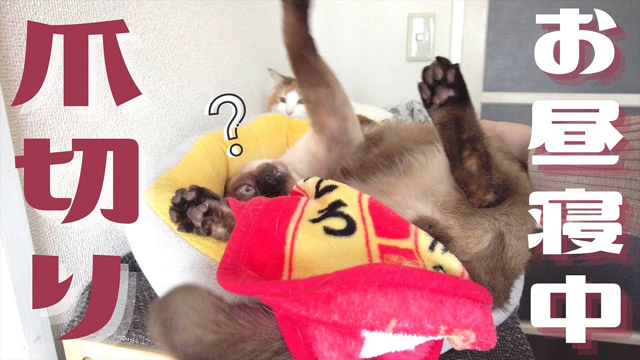 爪切りはお昼寝で寝ぼけている隙に＆2人がかりで堂々と…【保護猫/シャム猫/シャムミックス・ノルウェージャンフォレストキャット】