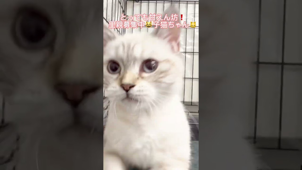 #里親募集中 #子猫 #可愛い猫 #スコティッシュフォールド子猫