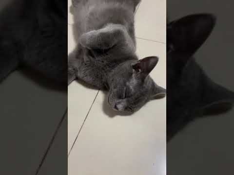 Cute kitten sleep 😴 so funny 😂 #shorts