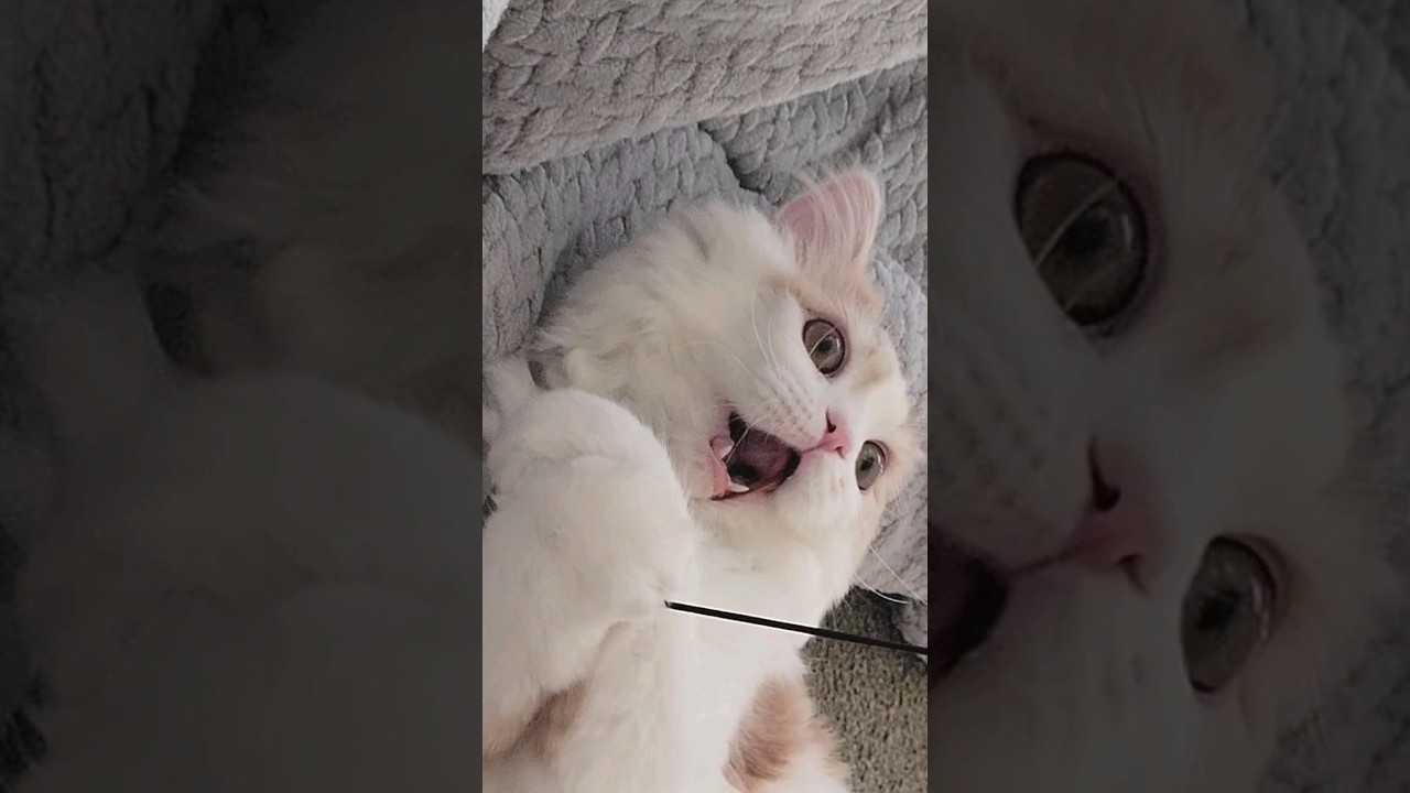 【子猫】翻弄される猫#ラガマフィン #猫動画 #shorts #cat