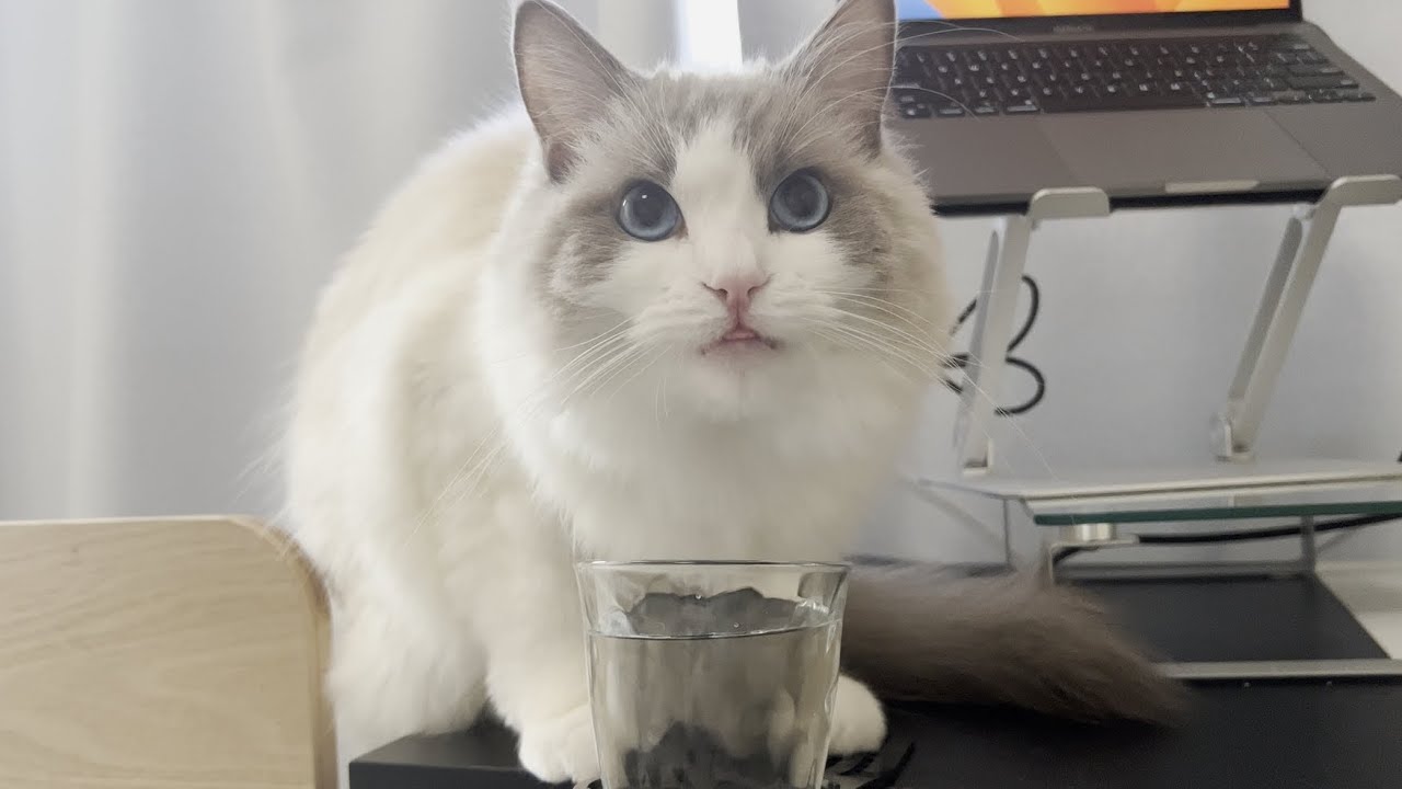 幸せそうな顔でお水を飲むラグドール猫が可愛すぎたw【かわいい】