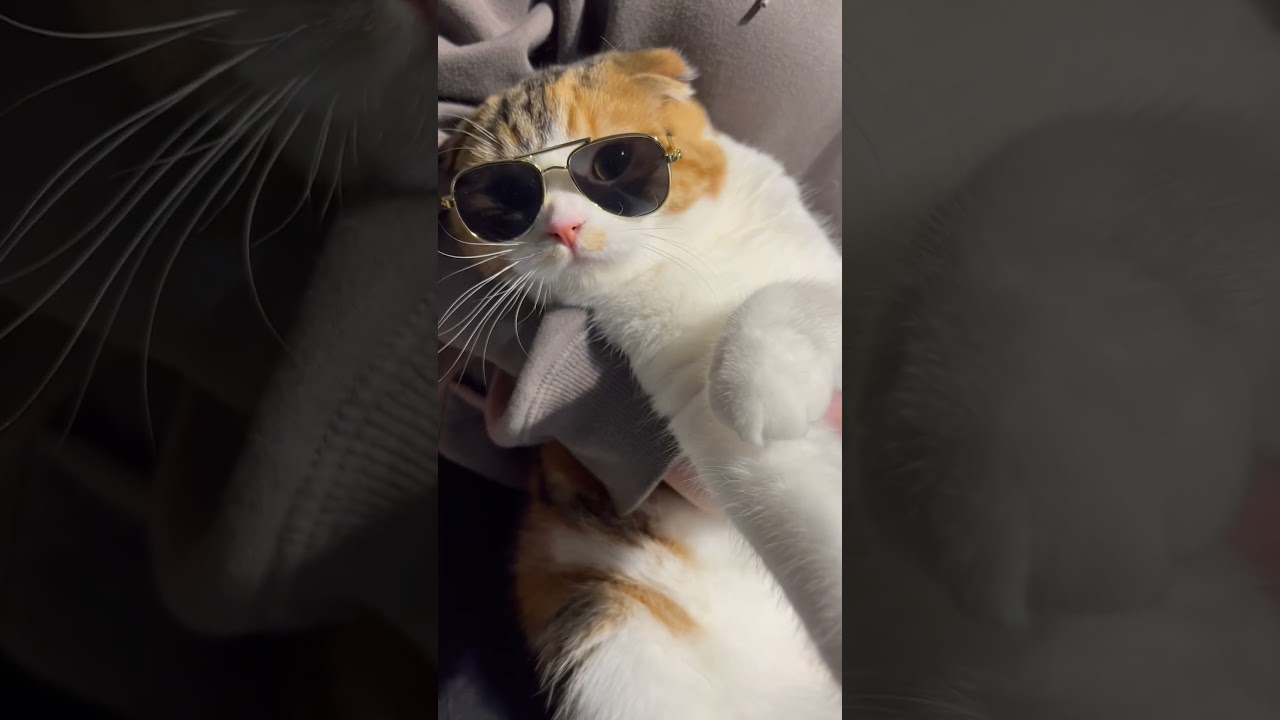 どーよ⁉︎なめんなよ😼(笑)【ゆかりん】#shorts＃スコティッシュフォールド