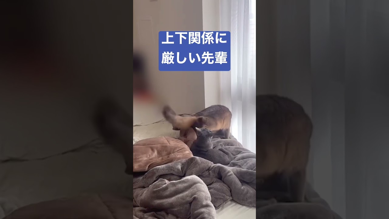 上下関係を弟に教える兄猫 #ロシアンブルー #ソマリ #しっぽ吸い