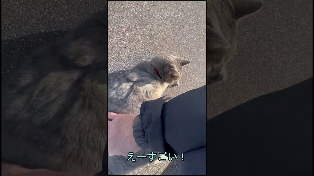 【初対面猫】河川敷で見かけた飼い猫のブリティッシュショートヘアー猫がいきなりやって来てごろにゃんの連発【オリジナル曲】