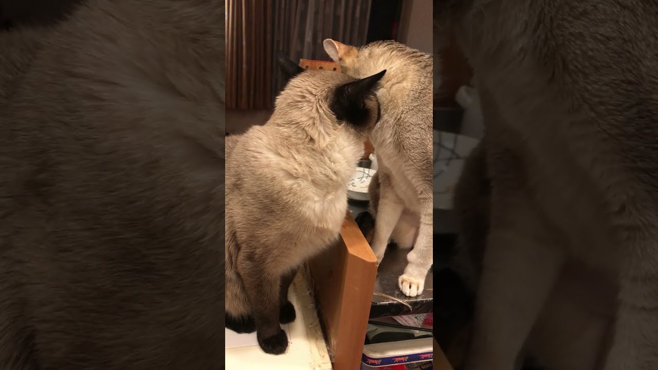 ペロペロのお返しにカプッとするたぬき猫なのにゃ♪