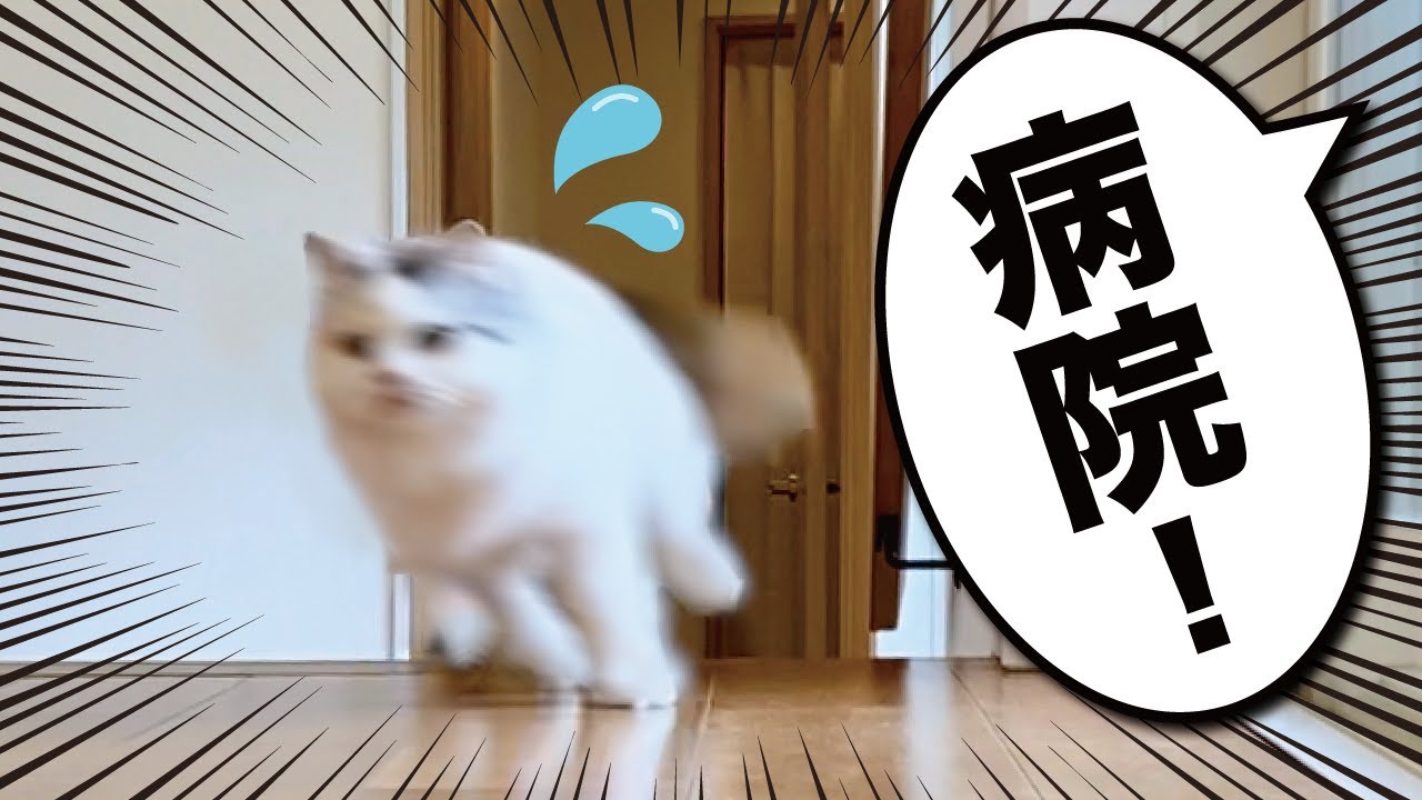 「病院」と声をかけられた猫が大変な事になりました【関西弁でしゃべる猫】