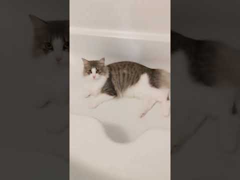 お風呂体験する猫【ノルウェージャンフォレストキャット】＃Shorts