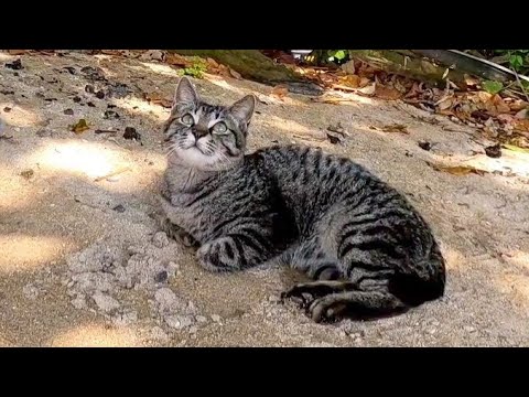ビーチに出ると子猫が出迎えてくれて楽しい!