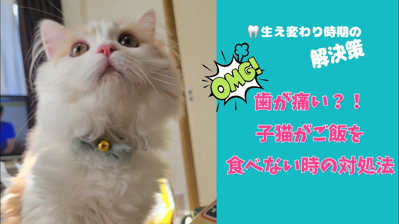 【子猫】子猫がカリカリを食べない理由と解決策#ラガマフィン#猫動画 #猫 #cat #catvideo