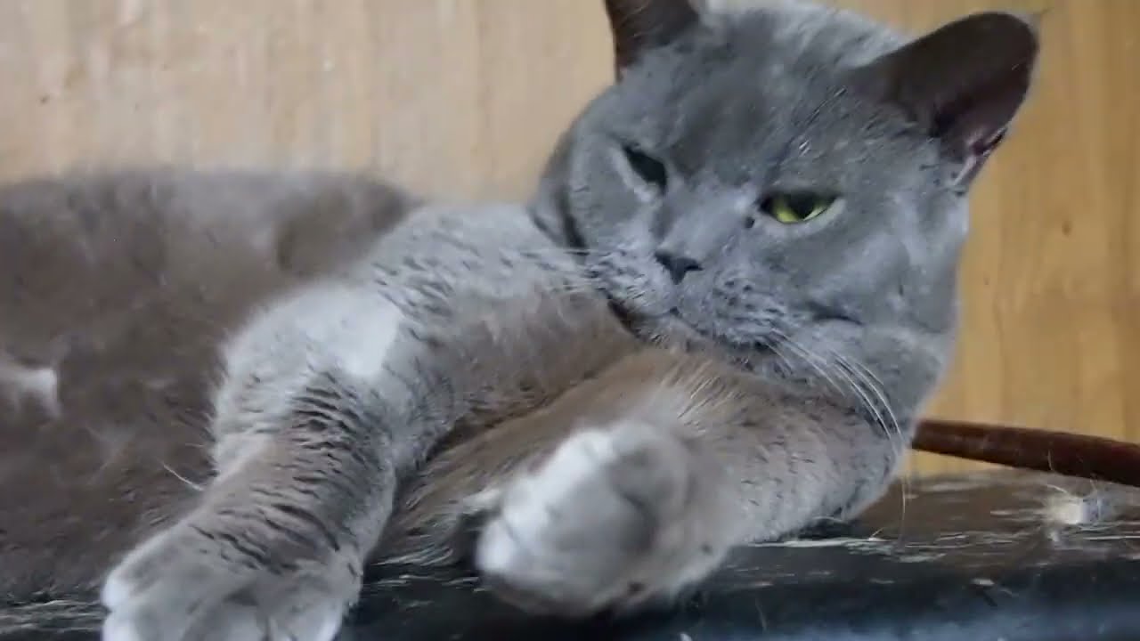 Hermite,the Selkirk Rex セルカークレックスのエルミット　眠そう