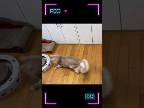 発射！#shorts #猫#ソマリ