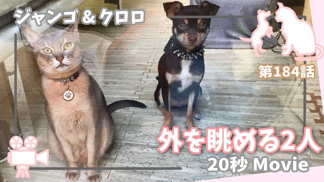 [184話] (チワワ&アビシニアン) 仲良く外を眺める猫と犬