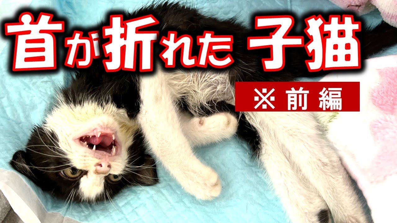 首の骨が折れた全身麻痺子猫の、32日間のドキュメンタリー動画。