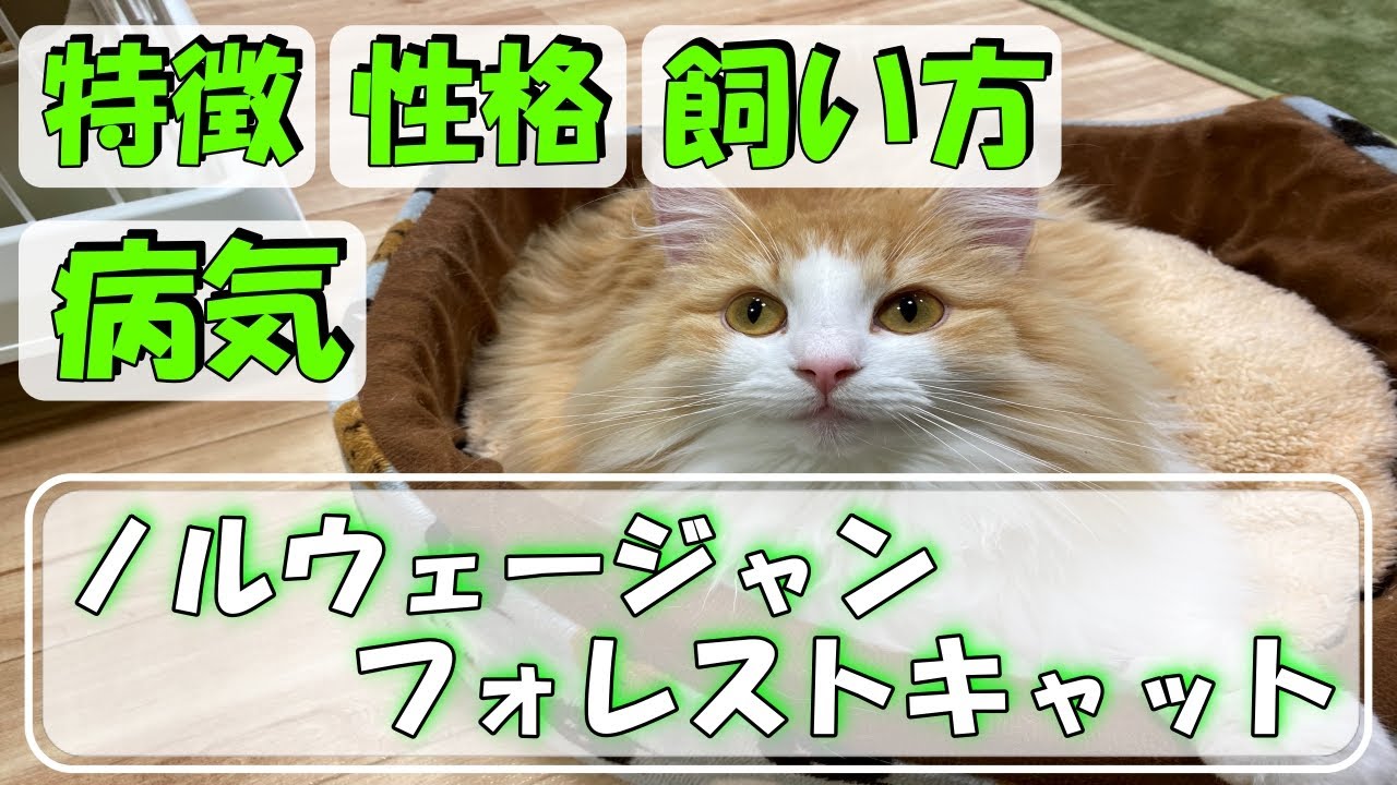 ノルウェージャンフォレストキャットってどんな猫？【特徴・性格・飼い方・かかりやすい病気・価格帯】