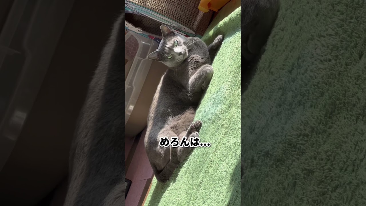 【ロシアンブルー】めろん、今週も元気に過ごせました😌感謝です😊【猫】#shorts