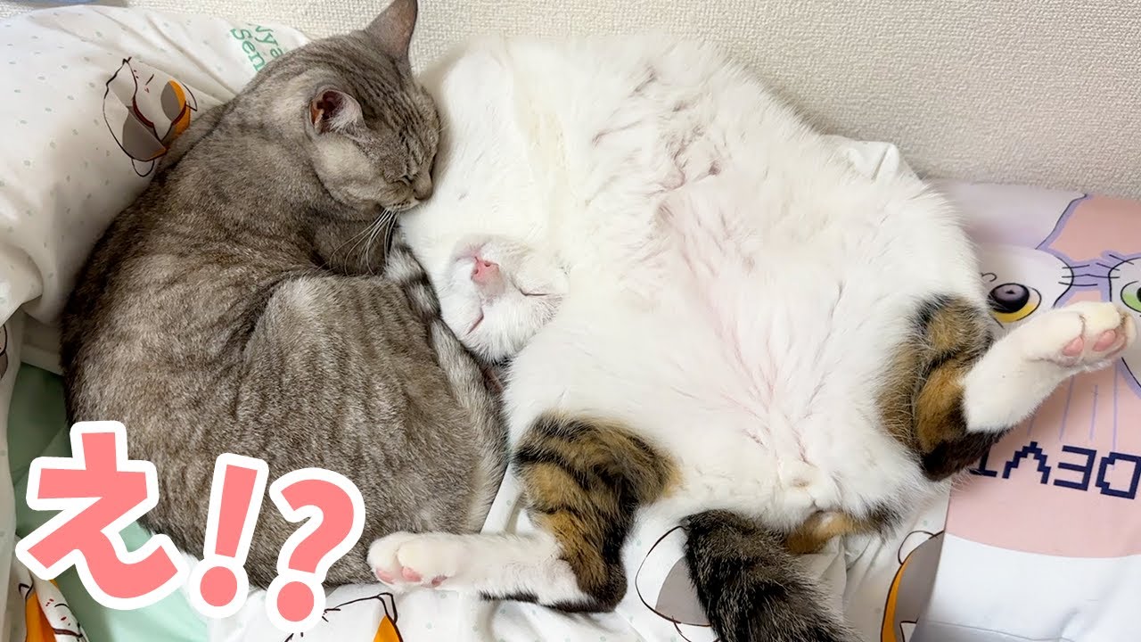 チロさんの寝相が怖すぎるので見て…！