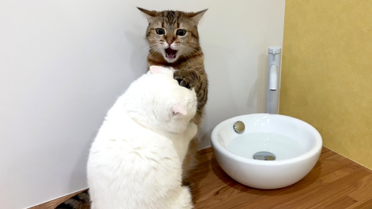 水飲みの順番を抜かされてキレる猫…！
