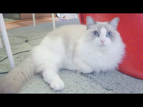 要注意【危険行為7選】飼い猫が危ない