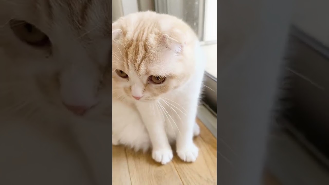 寝ぼけた可愛い猫がいたので話しかけて見たら…#shorts