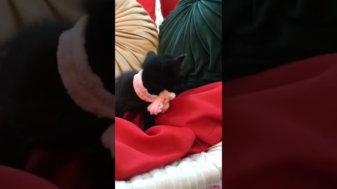 ボンベイ 興味津々、冒険大好き女子♡（ブラック）