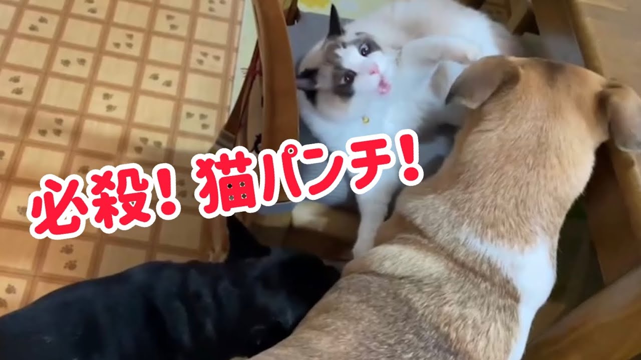 我が家の人気者♪猫ラグドール