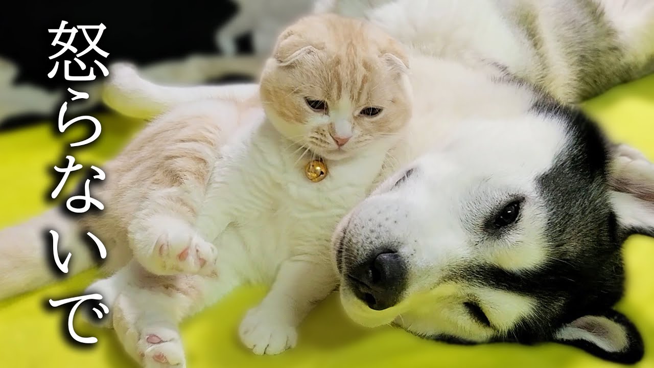 あれに気づいて子猫とハスキー犬に突然怒られちゃいました...