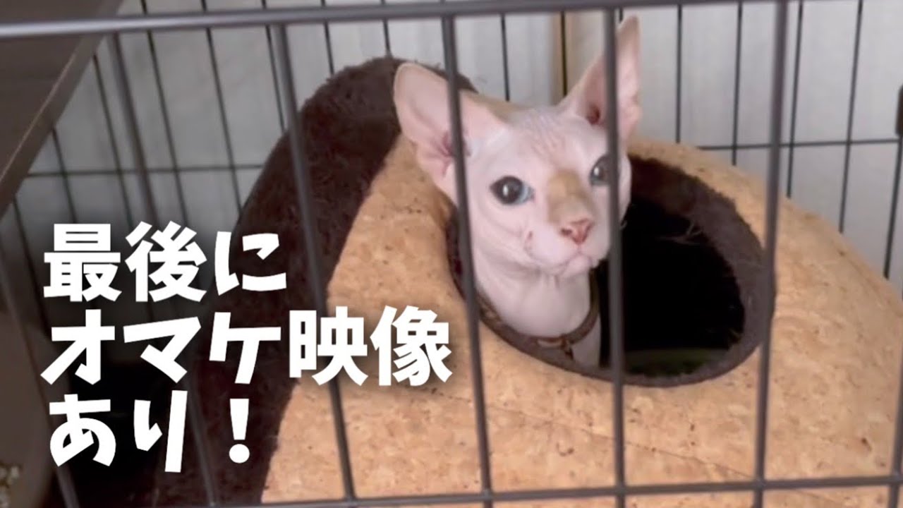 珍しくハゲ猫くんがいないので毛布を独り占めしようとフミフミフミフミフミフミ…