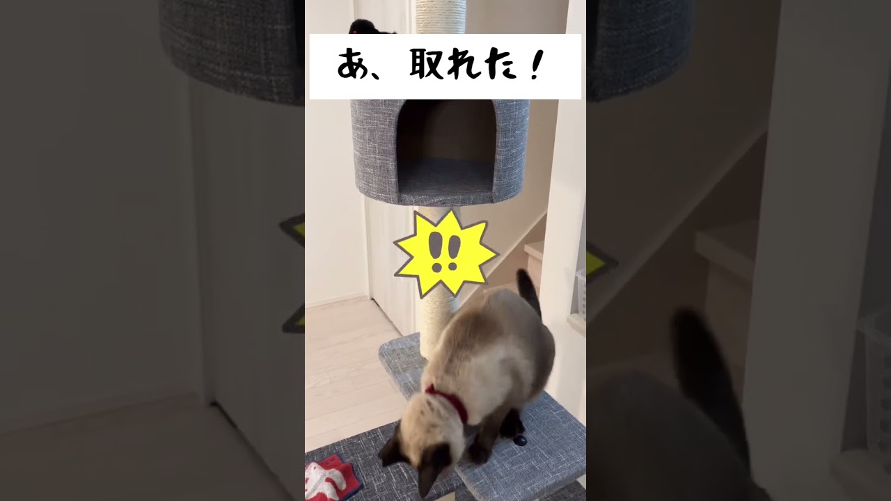 【保護猫】不器用なねこ#Shorts