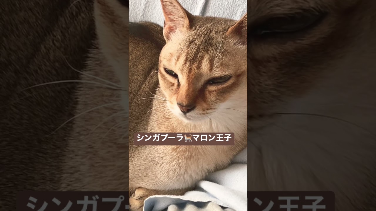 シンガプーラ✨マロン王子🐈  一見反応薄めですが笑、心は愛情いっぱいです💓#シンガプーラ  #猫 #ペット