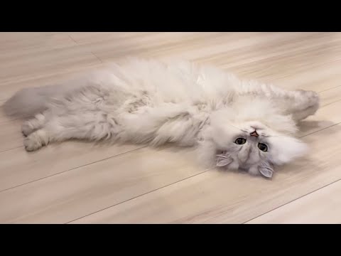 寒い冬の日、飼い主で暖を取る猫