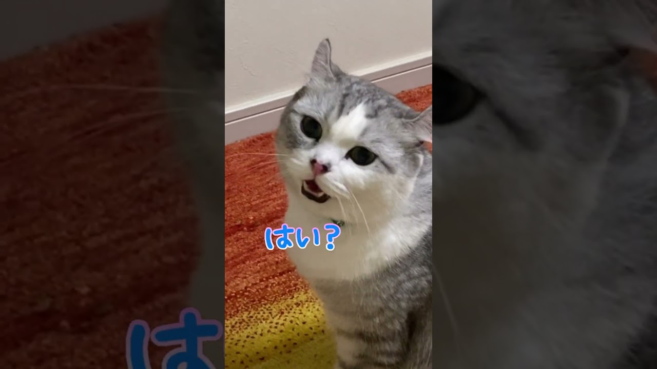 あくびまでの溜めが長過ぎる兄猫が可愛すぎたw